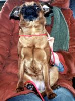 Brabanter Griffon - Petit Braban�on